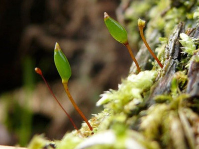 Natura 2000 - Buxbaumie verte